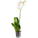 White Phalaenopsis orchid in a pot. Saudi Arabia