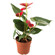 Anthurium plant in a pot. Saudi Arabia